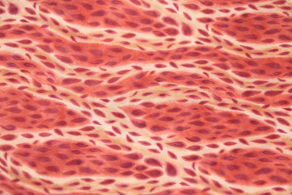 tul elástico leopardo, animal print